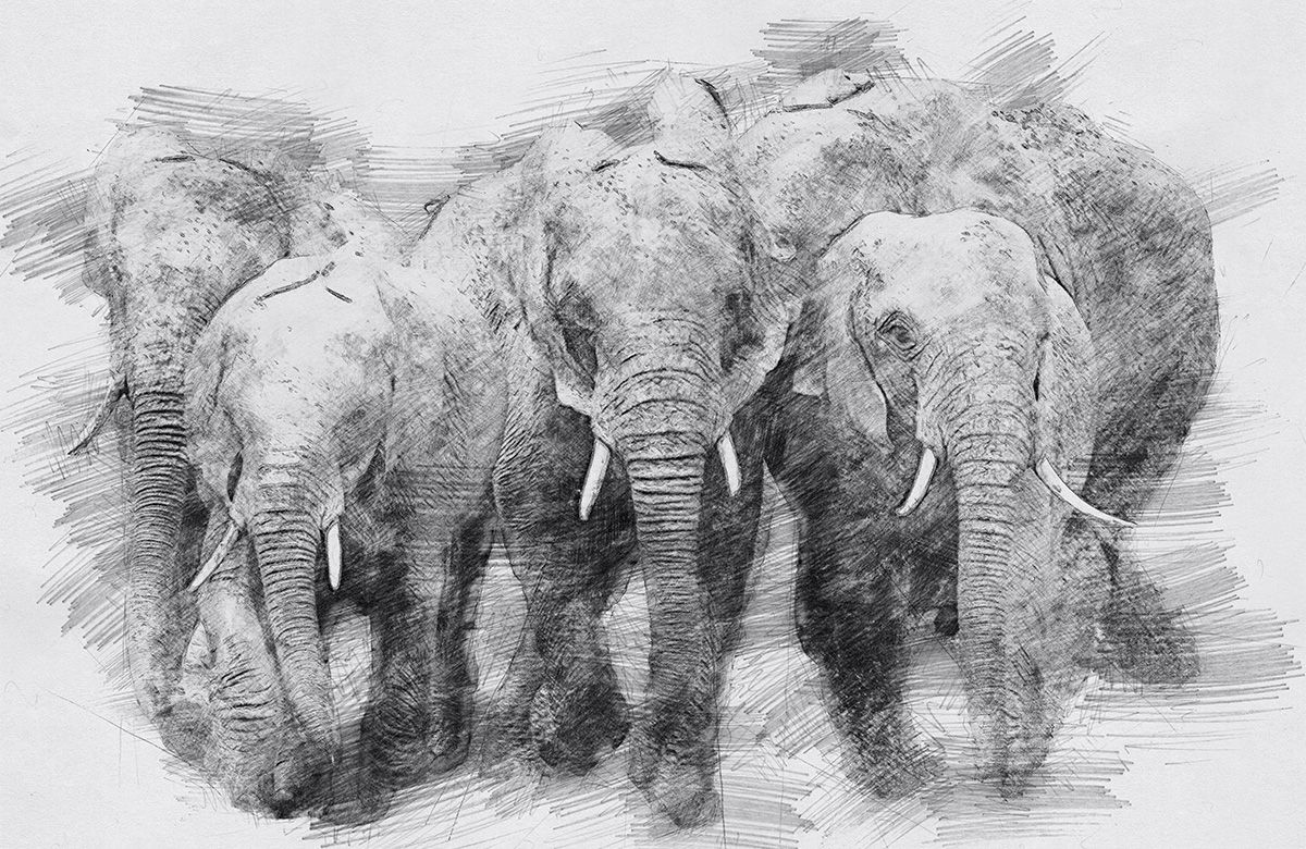 elephant-sketch-wallpaper-design