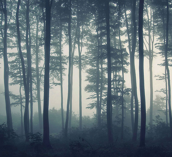 wallpaper-misty-forest-thumb-image