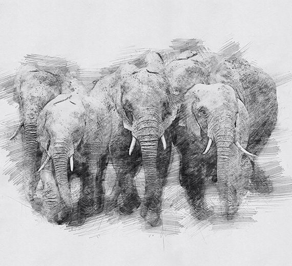 elephant-sketch-wallpaper-thumb-image