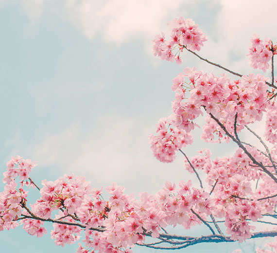cherry-blossom-wallpapers-thumb-image