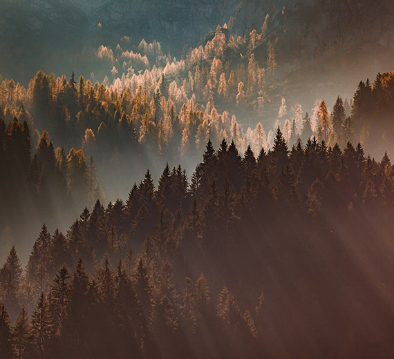 pine-tree-wallpaper-thumb-image