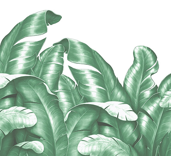 tropical-banana-leaf-wallpaper-thumb-image